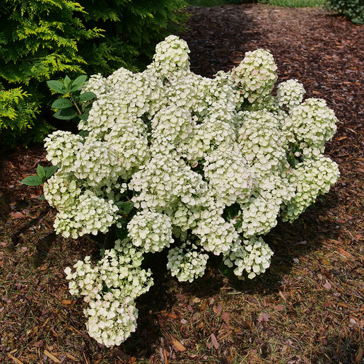 Hydrangea Paniculata Tiny Quick Fire Panicle Hydrangea | SiteOne US